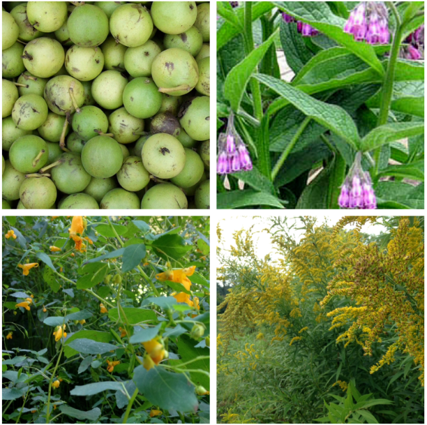 Medicinal Importance of Dyes and Pigments